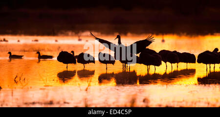 Sandhill gru Grus canadensis Bosque del Apache National Wildlife Refuge, nuovo Messico, Stati Uniti 15 dicembre Gruppo Foto Stock