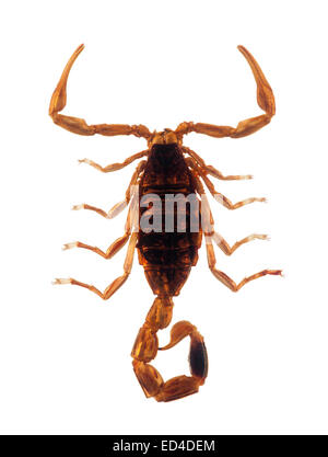 Piccolo scorpion isolato su bianco con tracciato di ritaglio Foto Stock