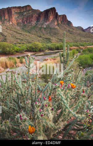 Il fiume di sale, Tonto National Forest, a est di Phoenix, Arizona. Foto Stock