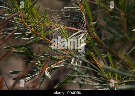 Inizio Rugiada di mattina su una spider web al Monte Serra Lookout. Foto Stock