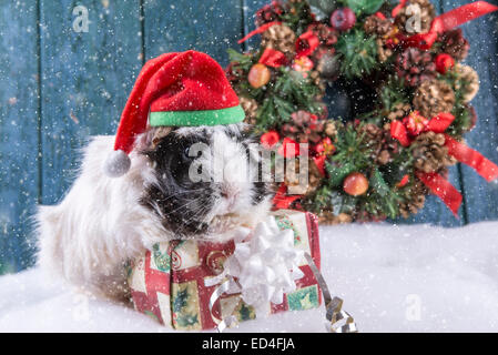 Carino guinea pig nella neve con il regalo di Natale Foto Stock