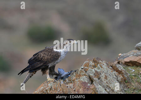 Bonelli Aquila permanente sulla roccia con la vostra preghiera, una colomba, nella riserva dello Zingaro, Italia Foto Stock