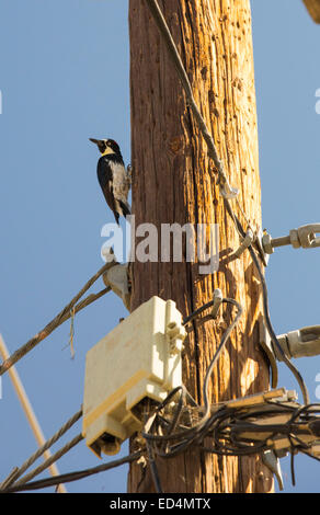 Una Ghianda Picchio, Melanerpes formicivorus, su un palo del telegrafo in California, Stati Uniti d'America. Foto Stock
