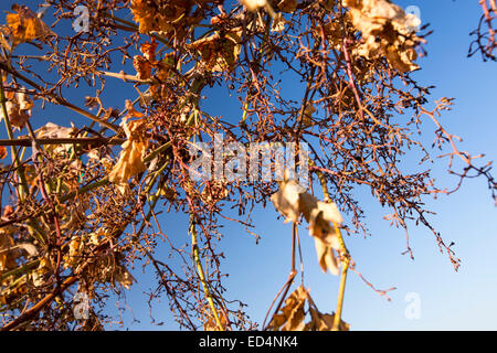 Morendo i vitigni a Bakersfield, California, Stati Uniti d'America che non hanno più l'acqua per irrigare loro. A seguito di un inedito e quattro anni di siccità, Bakersfield è ora il più arido città negli Stati Uniti. La maggior parte della California è in eccezionale siccità, il livello più alto di classificazione di siccità. 428,000 acri di terreni agricoli sono stati presi al di fuori della produzione dovuta alla mancanza di acqua e di migliaia di lavoratori agricoli hanno perso i loro posti di lavoro e un terzo di tutti i bambini in California vanno a letto affamate. Foto Stock
