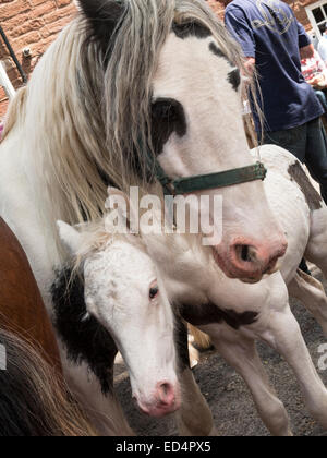 I cavalli di proprietà di Zingari,Romanys,'viaggiatori', a Appleby Horse Fair che si svolge ogni giugno a Appleby, Cumbria, Regno Unito Foto Stock