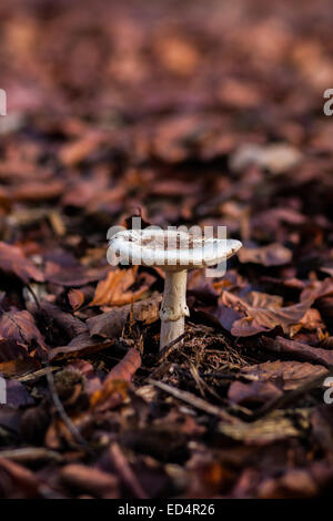 I funghi nel bosco Foto Stock