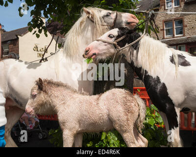 I cavalli di proprietà di Zingari,Romanys,'viaggiatori', a Appleby Horse Fair che si svolge ogni giugno a Appleby, Cumbria, Regno Unito Foto Stock