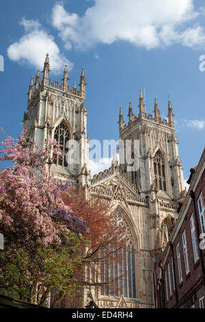 York Minster campanili e fiorisce in primavera, North Yorkshire, Inghilterra. Foto Stock