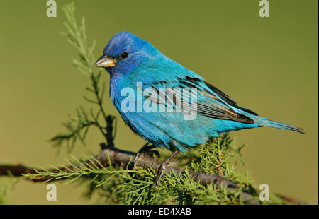 Indigo Bunting - Passerina cyanea - maschio adulto Foto Stock