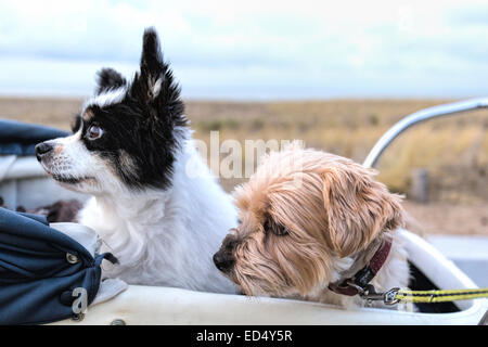 Due cani senior, un papillon e una Yorkshire Terrier seduto in un vintage pram guardando nella stessa direzione. Foto Stock
