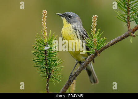 Kirtland Il trillo - Dendroica kirtlandii Foto Stock