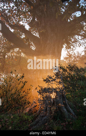 Bellissimo tramonto sul lago, foggy Foto Stock