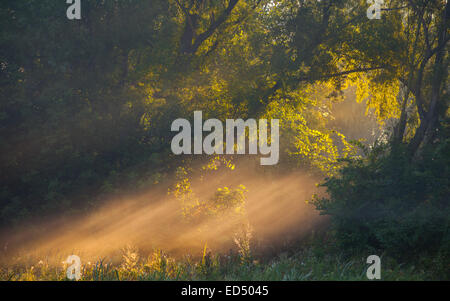 I raggi di sole alberi approfondita e verdi Foto Stock