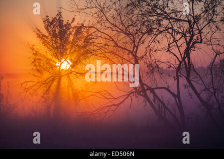 Bellissimo tramonto sul lago, foggy Foto Stock