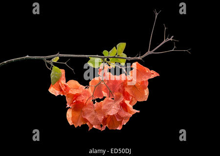 Colore arancione buganvillee con gocce di pioggia, isolato su nero, sud della provincia, Sri Lanka, in Asia. Foto Stock