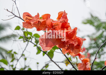 Colore arancione buganvillee con gocce di pioggia, sud della provincia, Sri Lanka, in Asia. Foto Stock