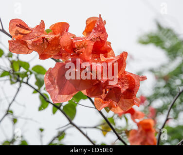 Colore arancione buganvillee con gocce di pioggia, sud della provincia, Sri Lanka, in Asia. Foto Stock