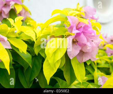 Rosa fiori di Bouganville che cresce in giardino nel sud della provincia, Sri Lanka asia in dicembre. Foto Stock