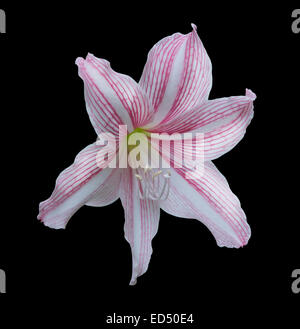 Amaryllis flower (Hippeastrum) fioritura in dicembre, isolato su nero. Foto Stock