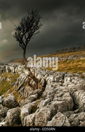 Un lone tree a Twistleton cicatrice, Ingleton nel Yorkshire Dales National Park, North Yorkshire Foto Stock