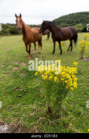 Cavalli con la fioritura tossici erba tossica, Jacobaea vulgaris syn. Senecio jacobaea, Crymlyn Bog nei pressi di Neath e Swansea, Wales, Regno Unito Foto Stock