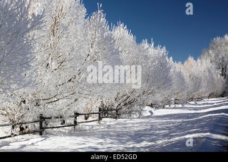 Trasformata per forte gradiente Frost in una fredda giornata invernale. Foto Stock