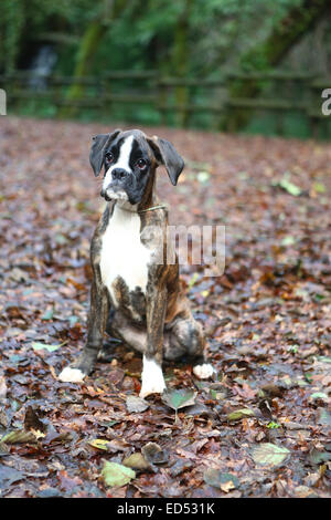 Awesome giovane pugile su un parco in autunno Foto Stock