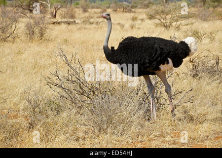 Maschio struzzo somalo camminando in erba secca, Samburu, Kenya Foto Stock