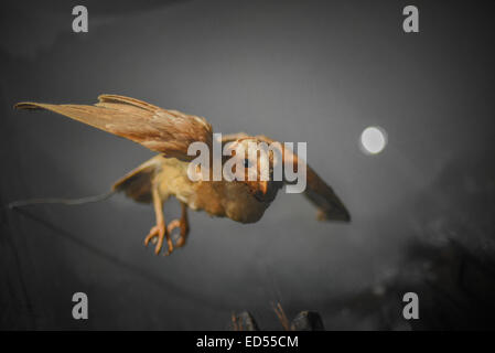 Un gufo di fienile (Tyto alba) tassidermy al Museo Zoologico a Bogor, Giava Occidentale, Indonesia. Foto Stock