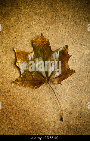 Brown maple leaf Foto Stock