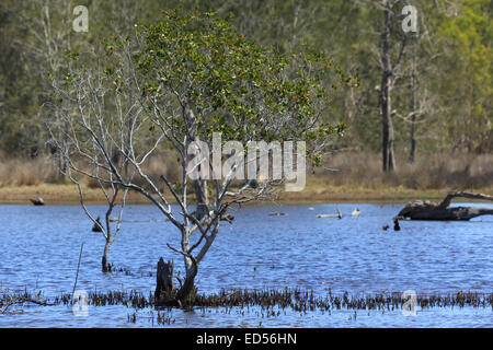 Una fotografia della zona umida (saltmarsh) vicino alla nuova autostrada Pacific upgrade a Brunswick capi nel nord del NSW, Australia. Foto Stock