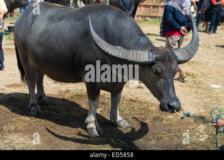 Buffalo per vendere nella famosa outdoor mercato del bestiame, che si tiene ogni 6 giorni in Bolu, Rantepao Tana Toraja, Sulawesi Sud, Indon Foto Stock