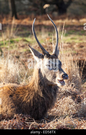 Cervi selvatici in appoggio al pomeriggio di sole in Richmond Park, Greater London Foto Stock