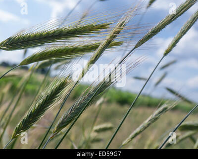 Orecchio verde di orzo, il cielo con le nuvole in background Foto Stock