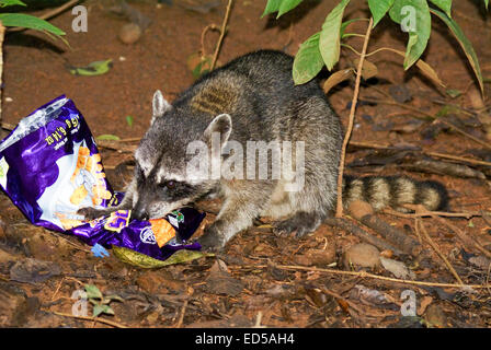 Raccoon (Procione lotor) foraggio per il cibo. Il raccoon vive nella maggior parte dei tipi di ambiente, tra cui montagne, città e fores Foto Stock
