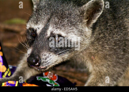 Raccoon (Procione lotor) foraggio per il cibo. Il raccoon vive nella maggior parte dei tipi di ambiente, tra cui montagne, città e fores Foto Stock