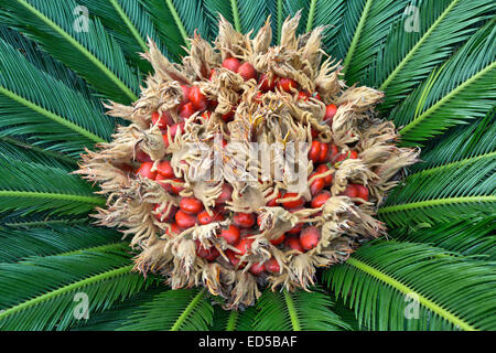 Il sago Palm fioritura, produrre un feltro messa al centro della foglia mass. Foto Stock