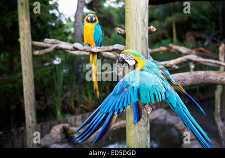Una coppia di blu e giallo Macaws visualizzando il gesto e colori brillanti (Ara ararauna) Foto Stock