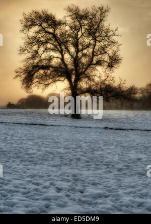 Un vecchio albero di quercia, a circa 2 miglia da Barnard Castle, nella contea di Durham sulle rive del Fiume Tees. Foto Stock