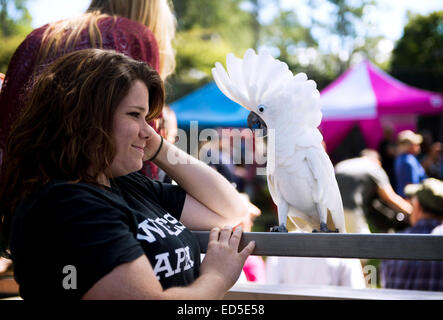 Una signora parla di un bianco Cacatua e l'uccello reagisce aumentando la sua testa piume pini del Sud Carolina del Nord della Contea di Moore NC Foto Stock