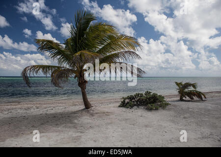 Un giovane palma da cocco cresce su un isola sabbiosa al largo delle coste del Belize nel Mar dei Caraibi. Foto Stock