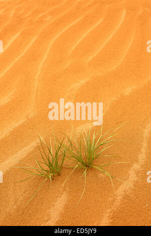 Linee e impianti. Dune nei pressi di Zagora. Valle di Draa. Il Marocco. Il Nord Africa. Africa Foto Stock