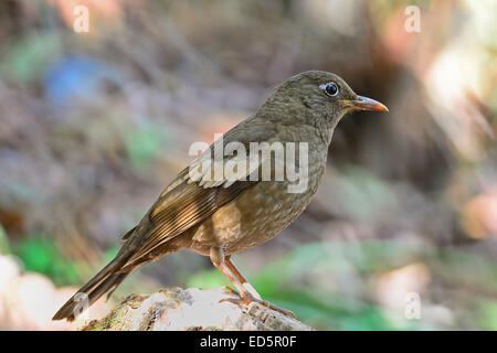 Bellissimo uccello grigio, capretti grigio maschio-winged Blackbird (Turdus boulboul), in piedi sul log, Profilo laterale Foto Stock