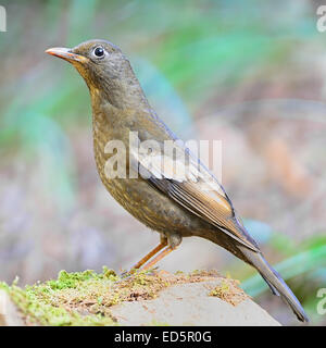 Bellissimo uccello grigio, capretti grigio maschio-winged Blackbird (Turdus boulboul), in piedi sulla roccia, Profilo laterale Foto Stock