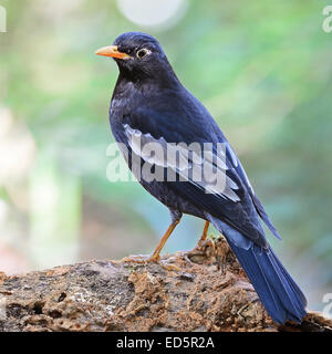 Bella black bird, maschio grigio-winged Blackbird (Turdus boulboul), in piedi sulla roccia, Profilo laterale Foto Stock