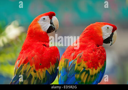 Paio di coloratissimi Scarlet Macaw voliera, profilo posteriore Foto Stock