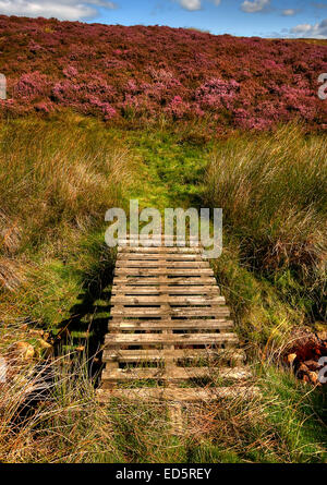 Heather fuori e in piena fioritura come si vede a Tan Hill nel Yorkshire Dales National Park, North Yorkshire. Yorkshire Dales Canvas. Foto Stock