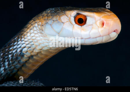 Taipan / Oxyuranus scutellatus Foto Stock