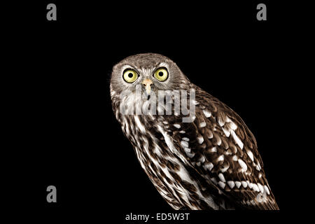 Australian Barking owl Foto Stock