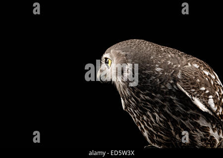 Australian Barking owl Foto Stock